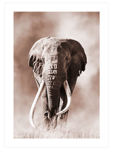 Ivoire - Art Print